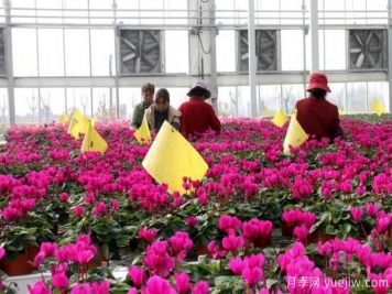 扬州高邮：每天发货30万株，花工厂绽放乡村振兴致富花