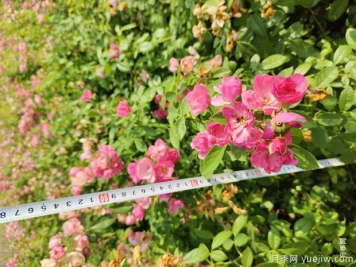安吉拉月季盆栽苗，60厘米高基地发货