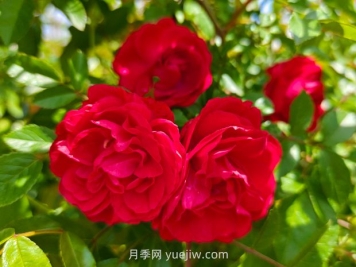 月季红木香爆花机器，花艳丽花量大花期长