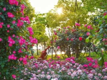 上海前滩休闲公园，月季花海盛景等你赏