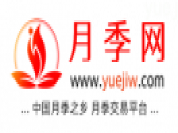 中国上海龙凤419，月季品种介绍和养护知识分享专业网站